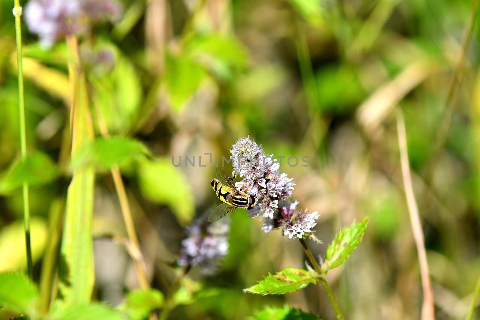 hoverfly on a flower of a peppermint by Jochen