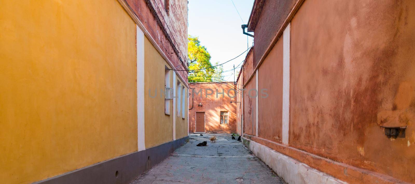 Alleyway with cats and dogs by nikitabuida