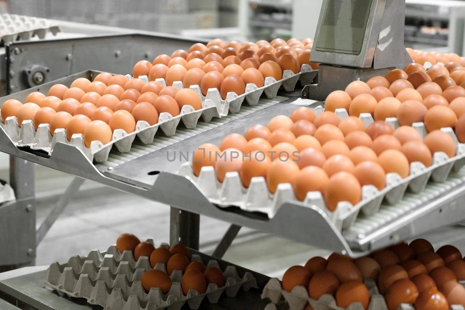 Factory Chicken egg production. Worker sort chicken eggs on conveyor. Agribusiness company. by HERRAEZ