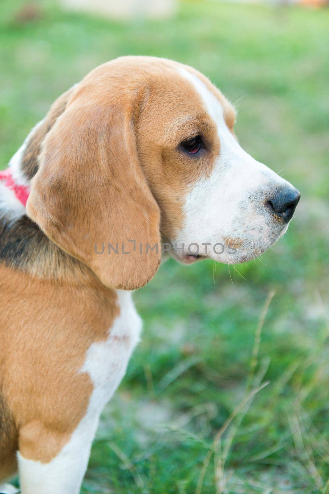 Portrait of cute beagle dog in green grass in the backyard