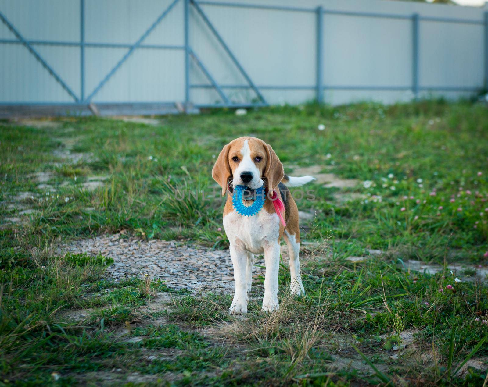 Portrait of cute beagle dog on green grass in the backyard