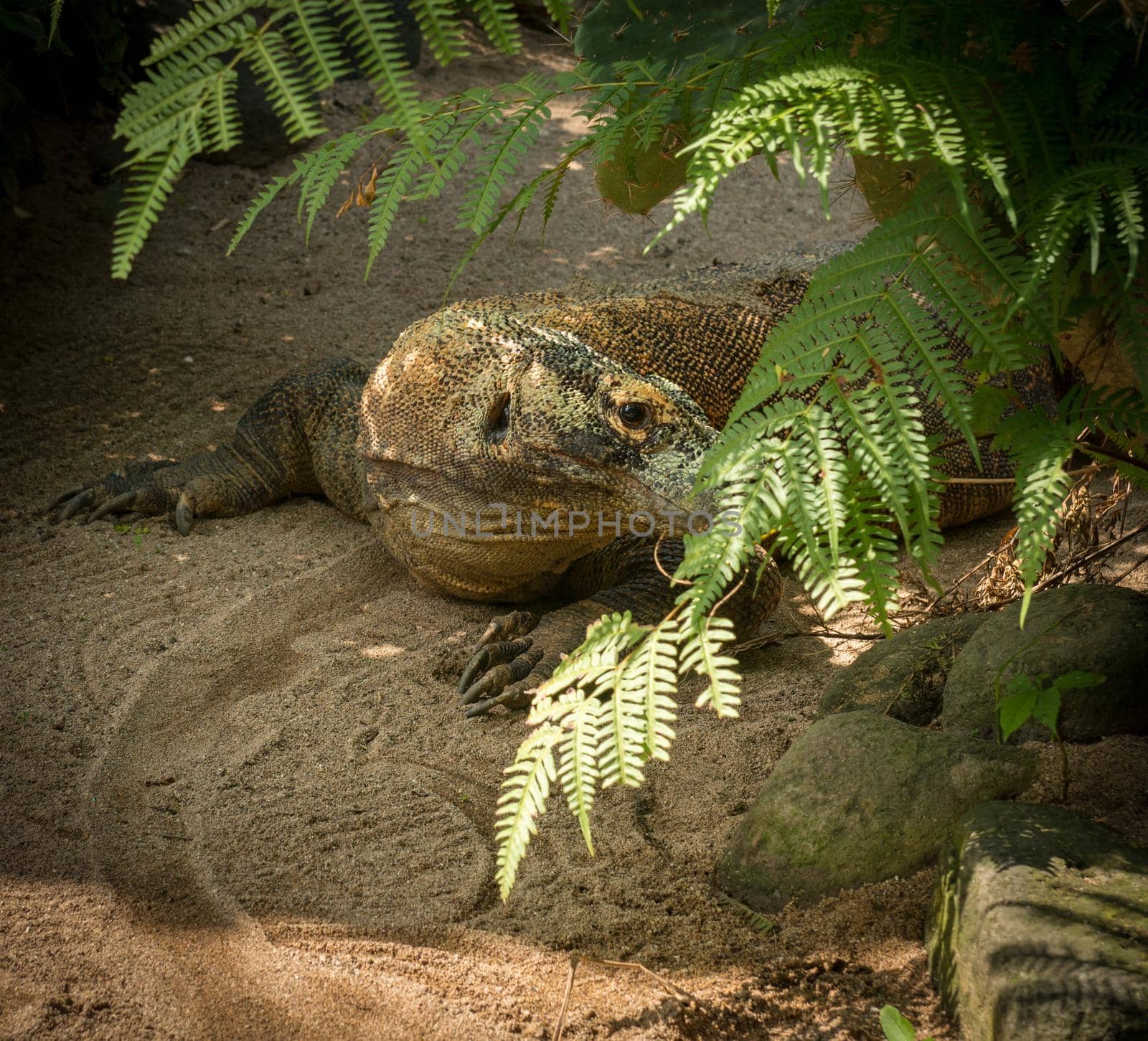 Large comodo dragon hiding in the bushes