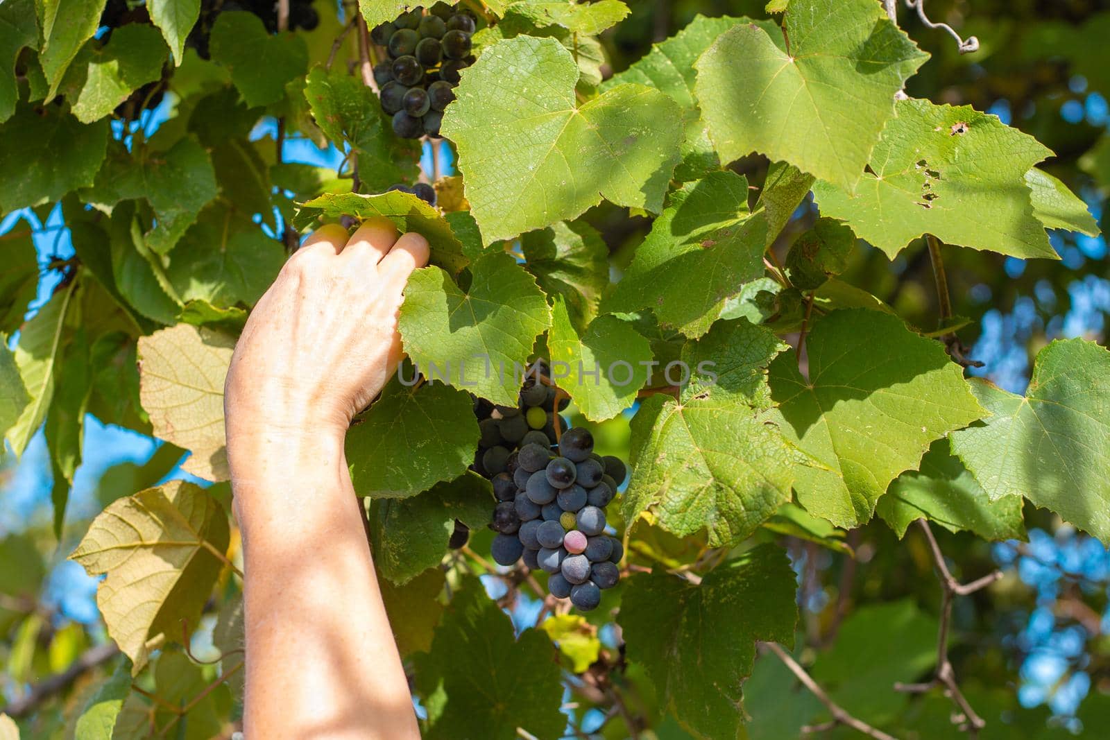 Woman picks grapes in autumn. Ripe juicy black grapes on the vine by levnat09