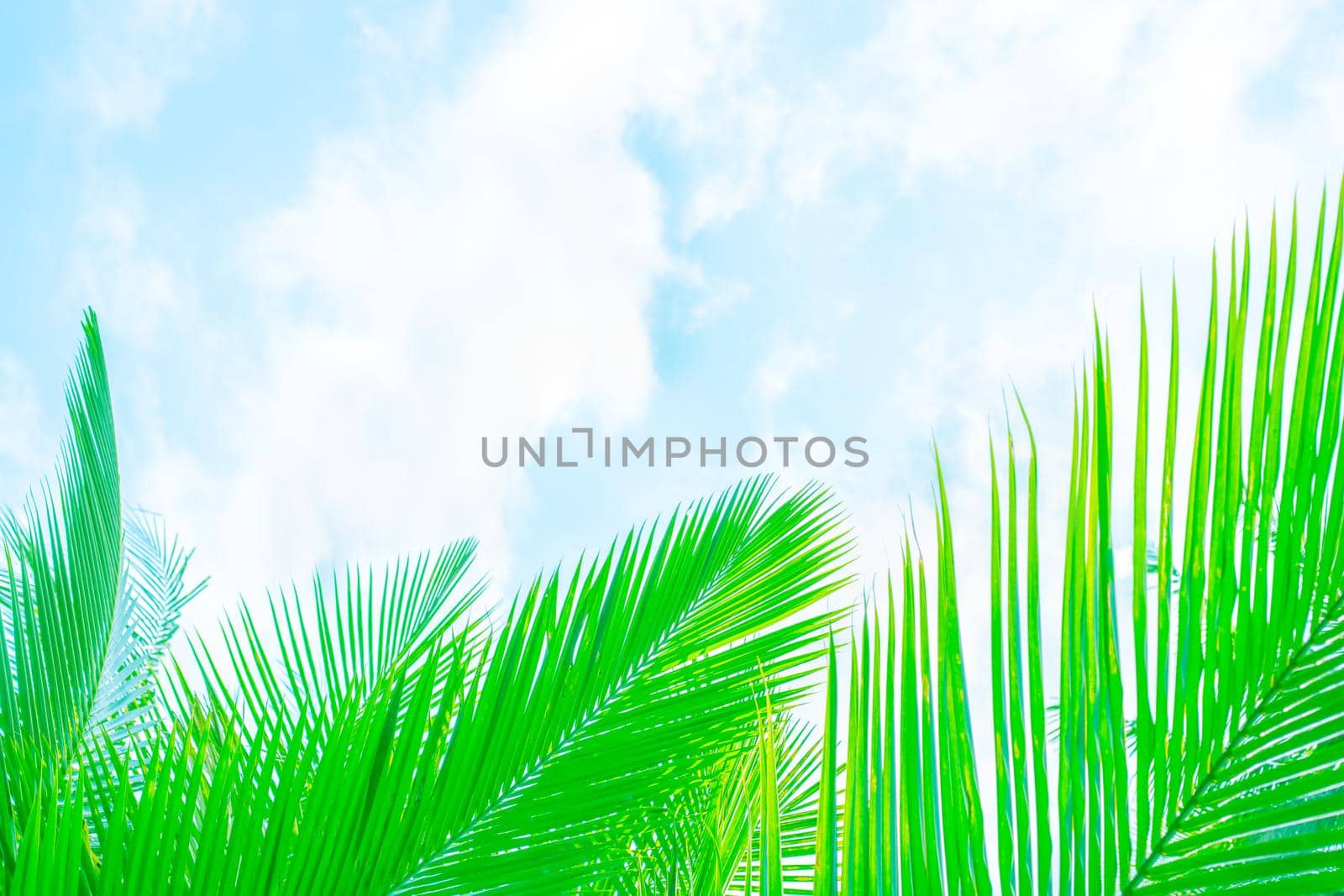 Beautiful vegetative background. Green palm leaves on a background of blue sky with clouds Template, frame for text, copy space.