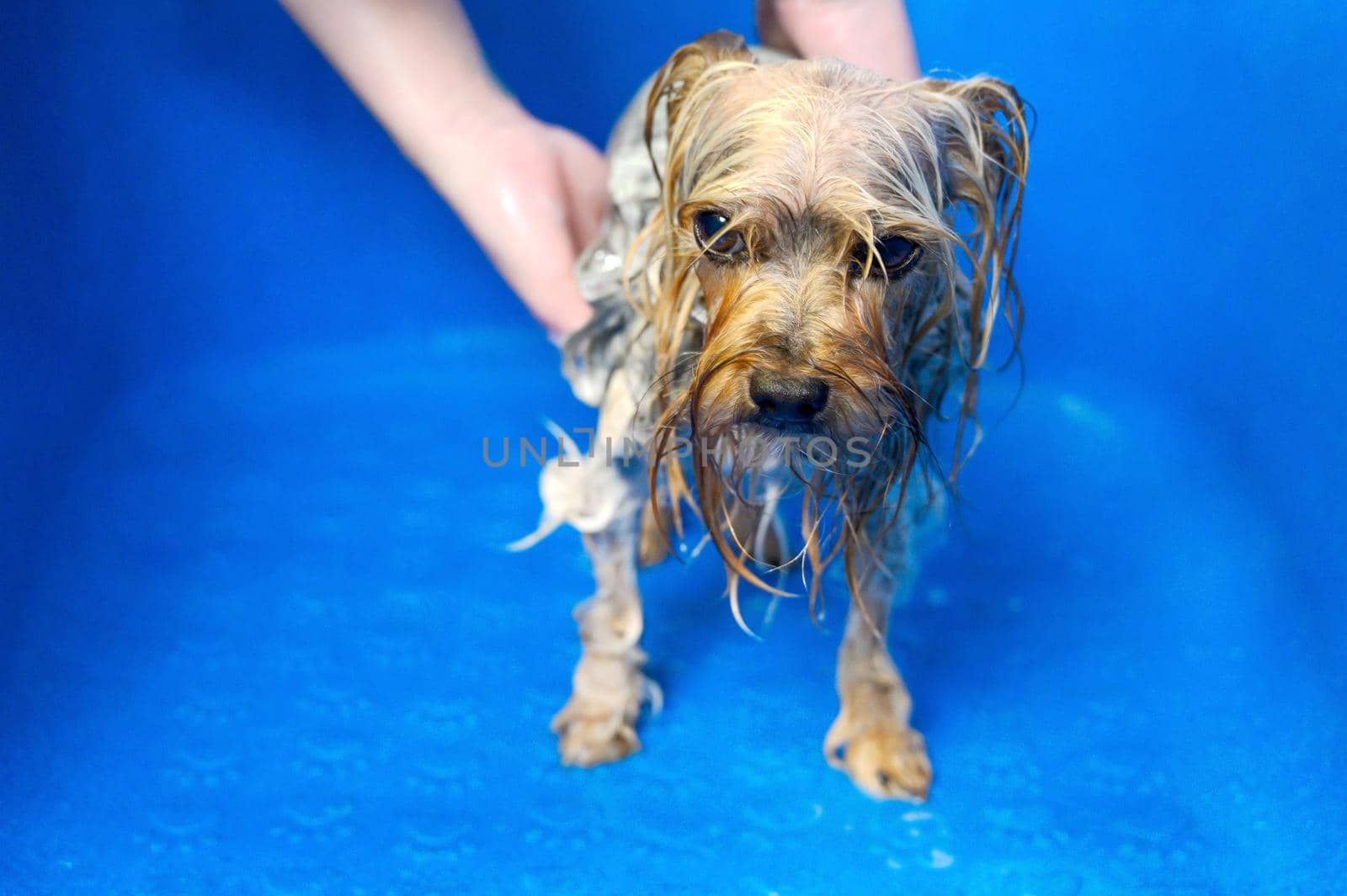 Professional pet groomer washing Yorkshire terrier with shampoo in pet grooming salon. High quality photo.