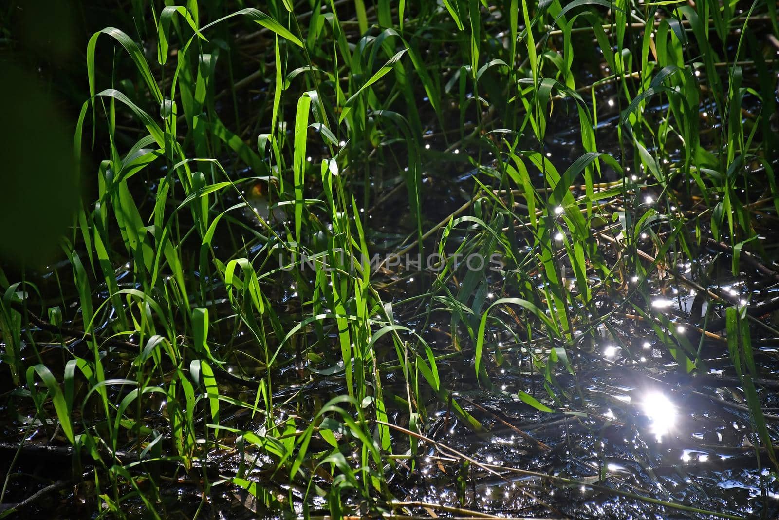 reed in a creek in backlit by Jochen