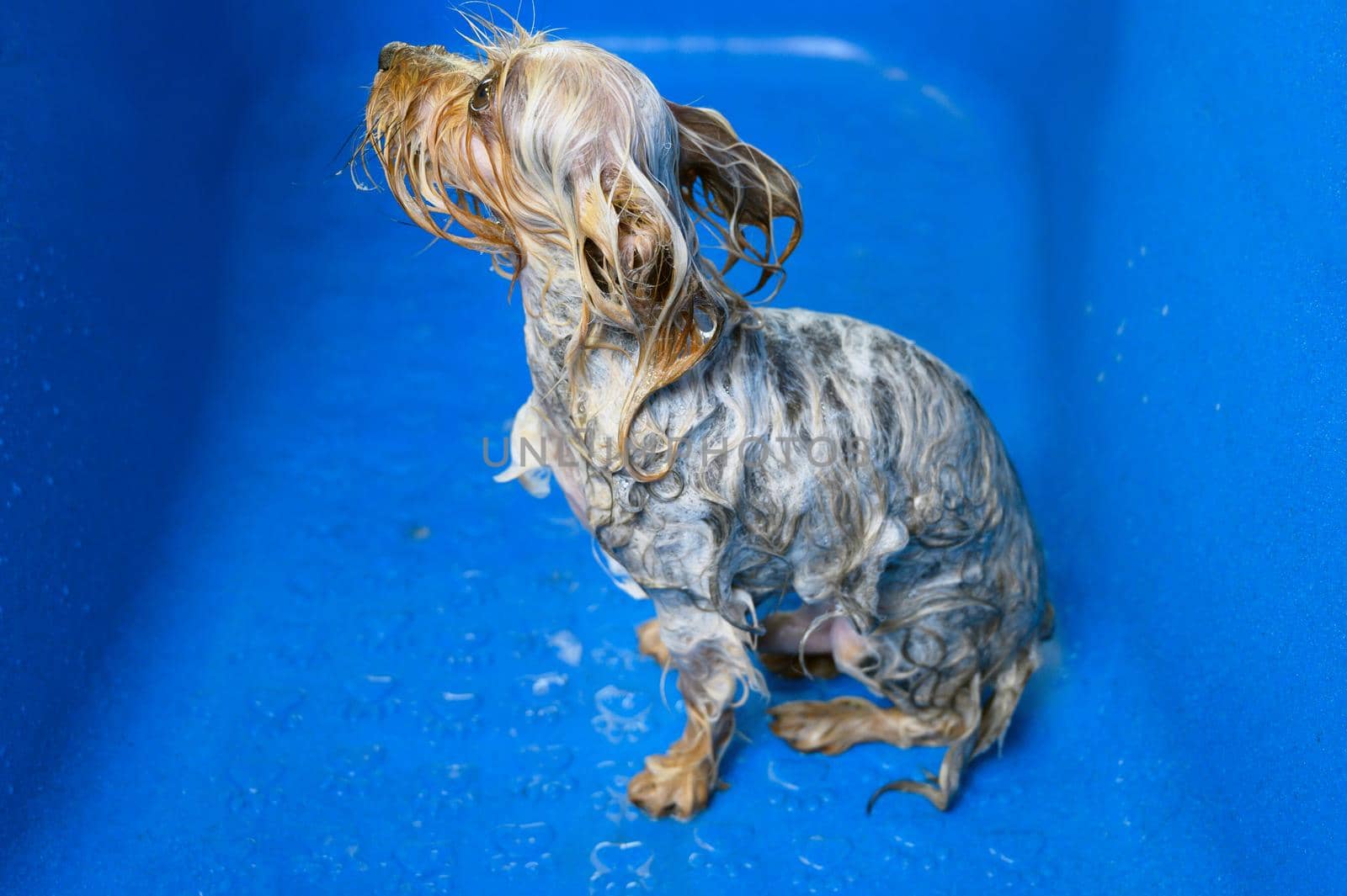 Professional pet groomer washing Yorkshire terrier with shampoo in pet grooming salon. High quality photo.