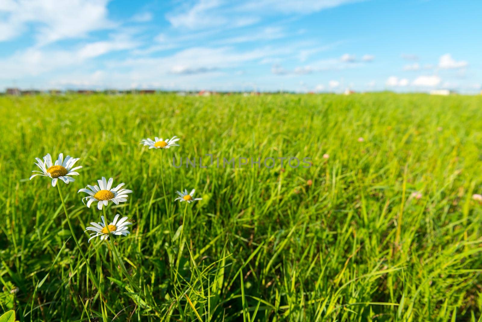 Green grass and white clouds - environmental protection concept. Little country houses in the background