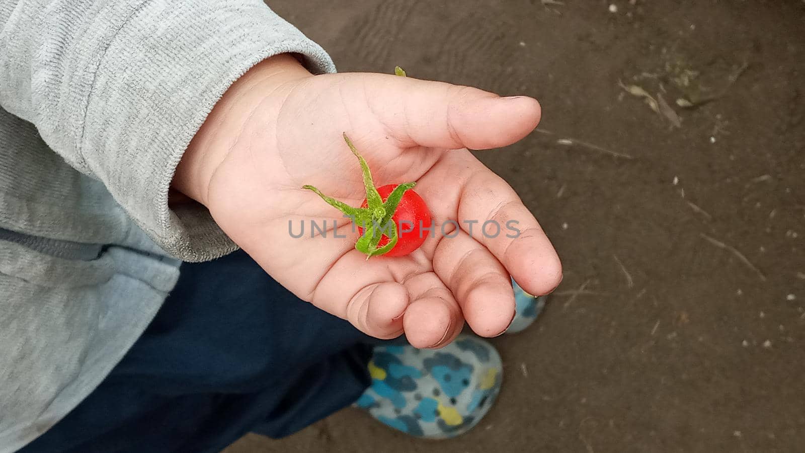 Boy holding a tomato. Childs hand with tomatoe and palm facing up.