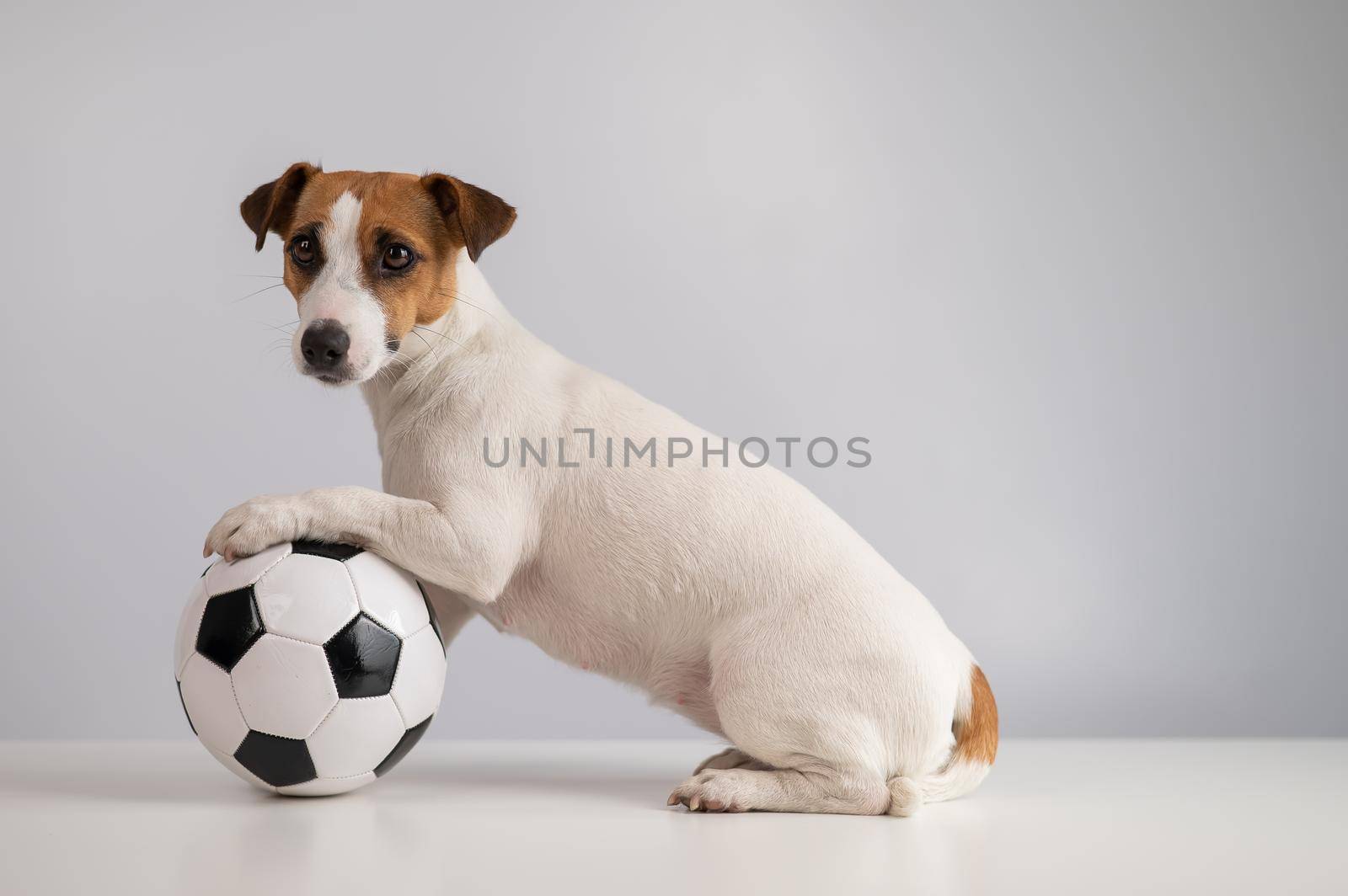 Jack russell terrier dog with soccer ball on white background by mrwed54