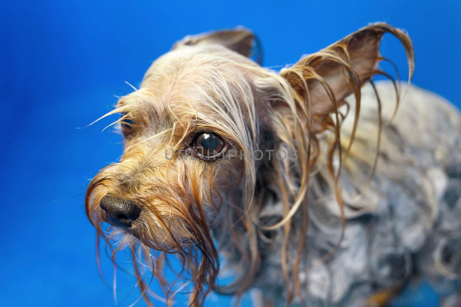 Yorkshire Terrier Dog unhappy about getting a bath wanting to get out, funny, sad expression. High quality photo