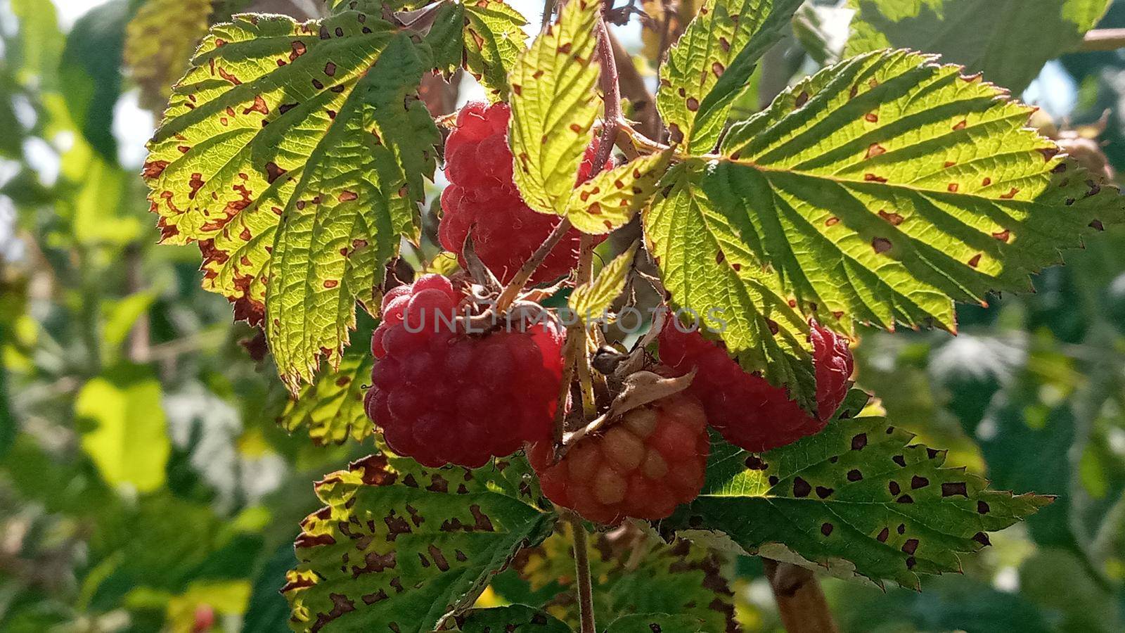 Raspberry plant, raspberry bush. Ripe raspberry on branch in fruit garden by Rina_Dozornaya