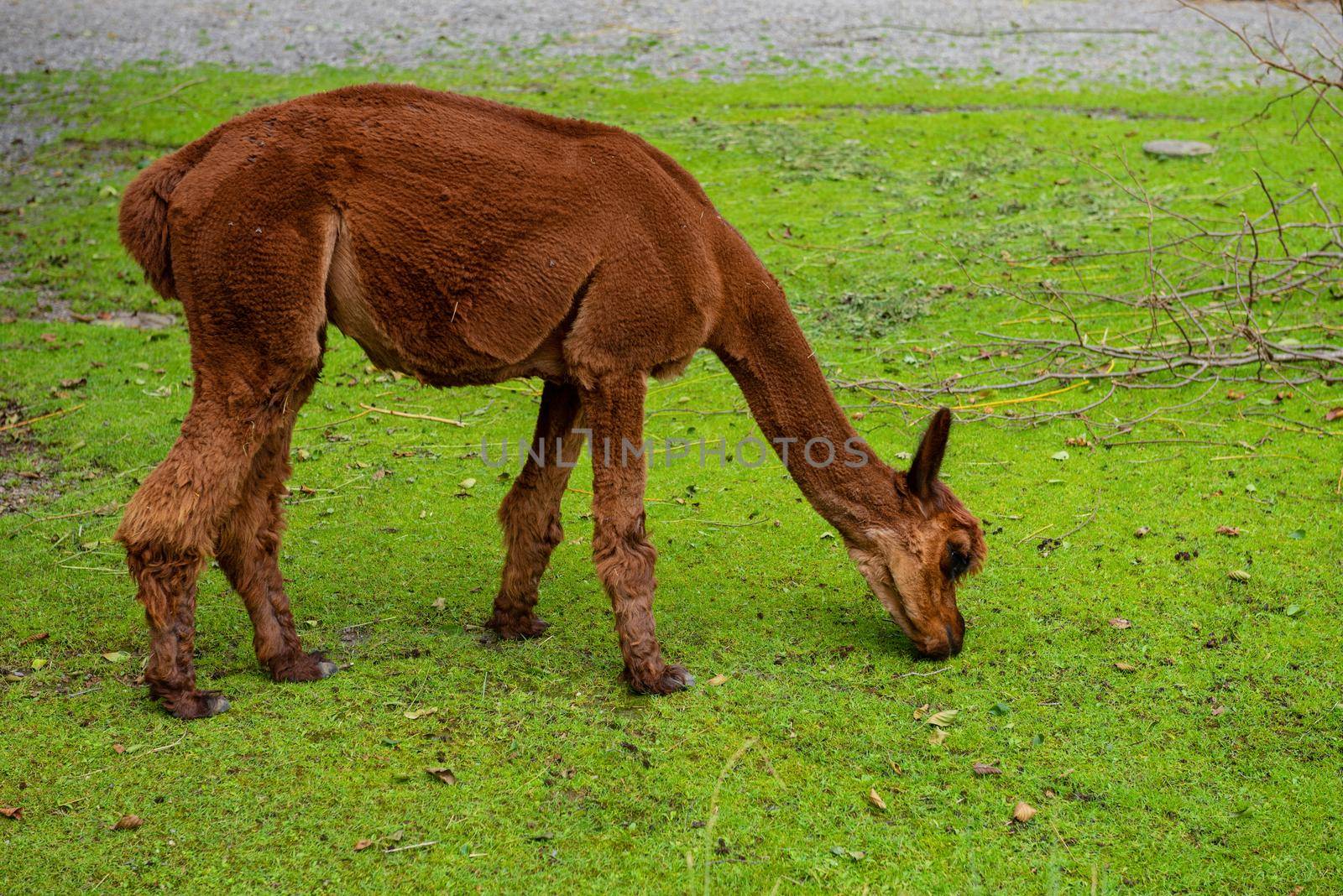 Beautiful young brown llama is eating green grass.
