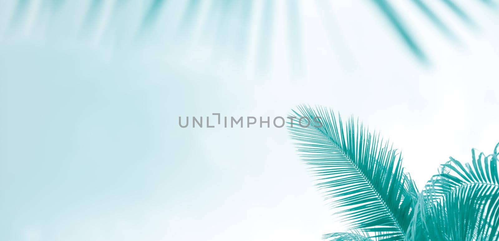 Palm leaves on a light blue-green background, toned template for text, panorama with copy space by levnat09