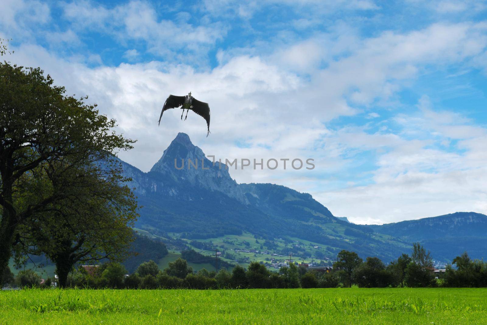 Landscape with mountains and flying bird, Switzerland Alps.