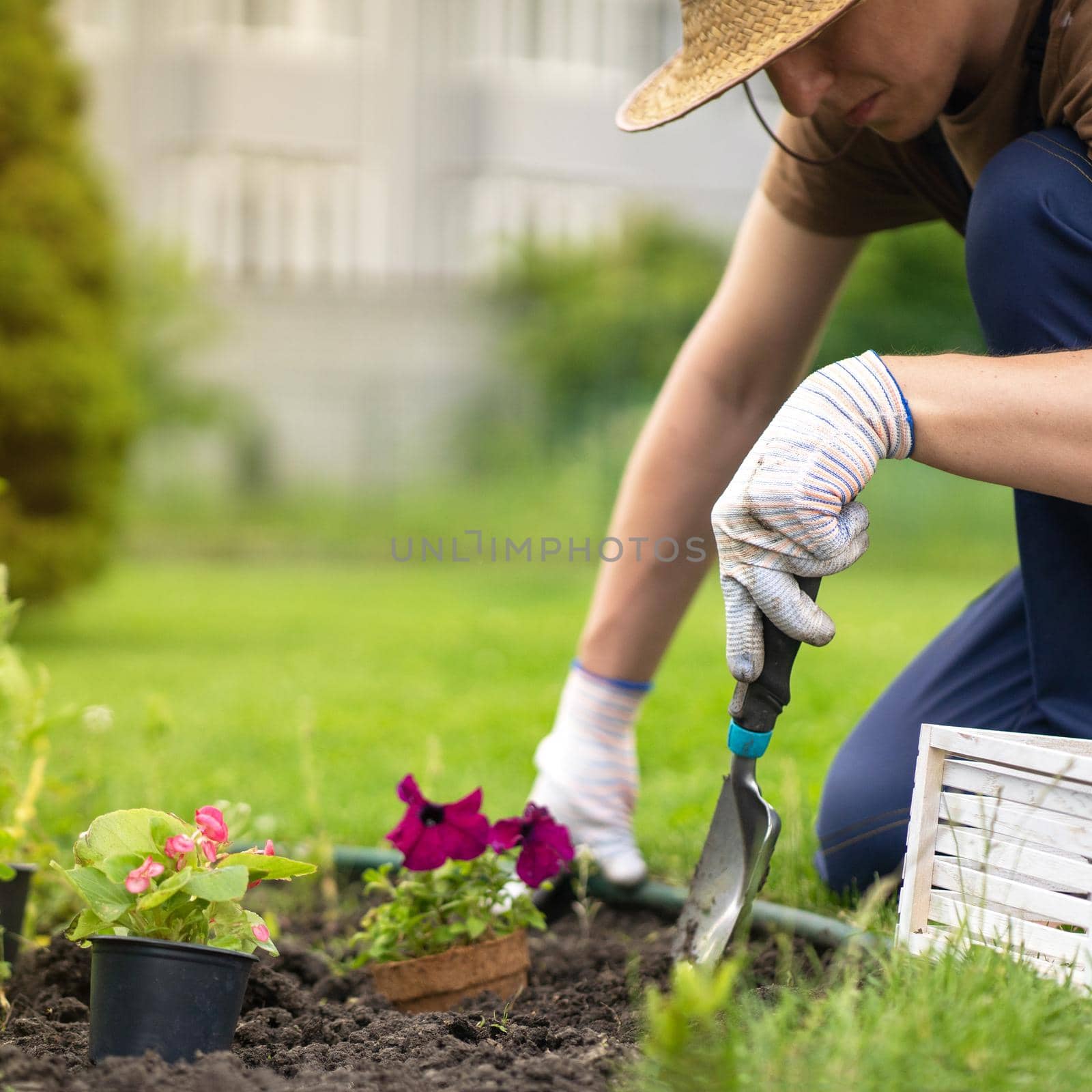 A young man in a straw hat and hands in gloves is engaged in gardening work, planting flower seedlings, plant seeds. A professional gardener cultivates plants, farms penutia seedlings on a sunny day.