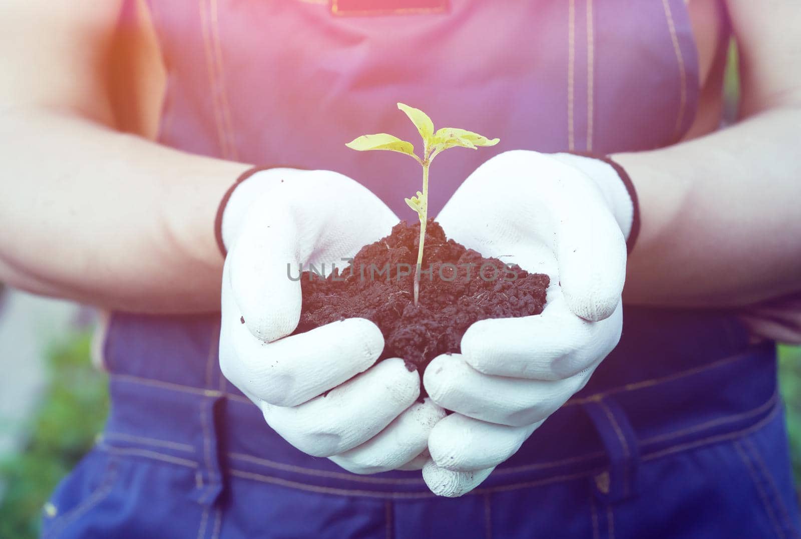 New life and growth concept. Seed and planting concept. Close up of gardener hands holding seedling. Hands in gloves are holding sapling with soil in cupped hands.