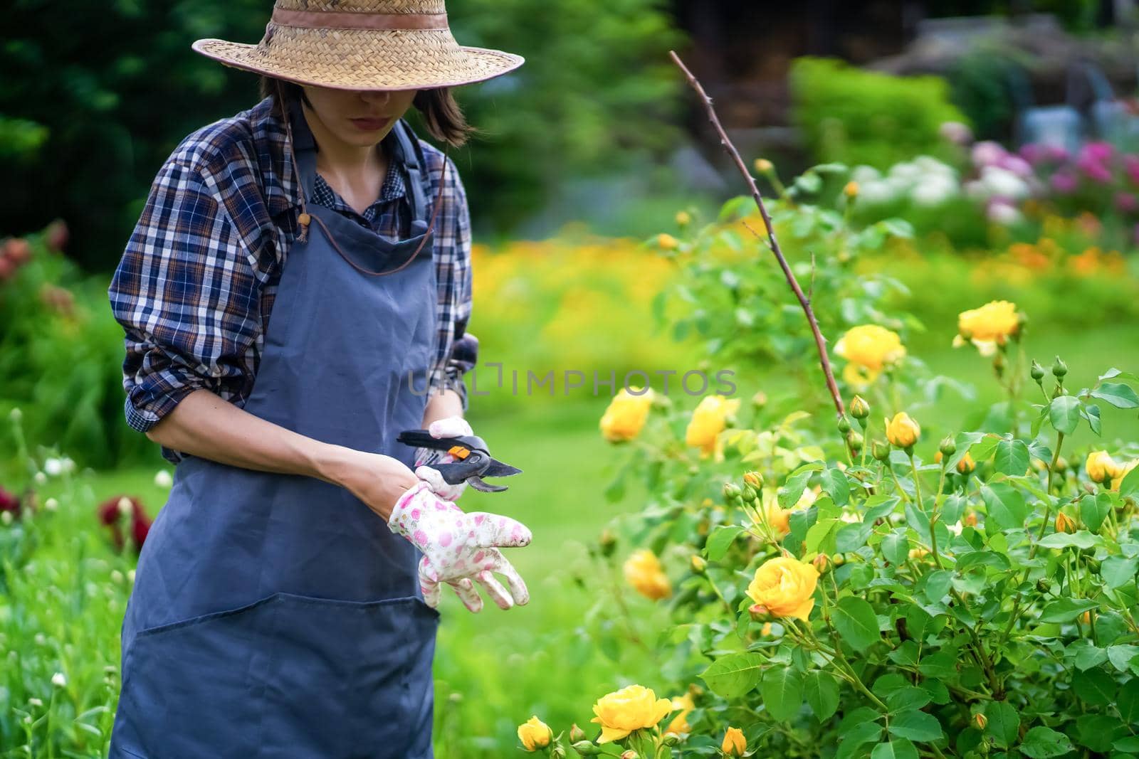 A woman is involved in gardening and farming, a gardener in a straw hat, an apron and a plaid shirt with a pruner cuts a branch of a lush bush with yellow roses in the garden on a sunny day.