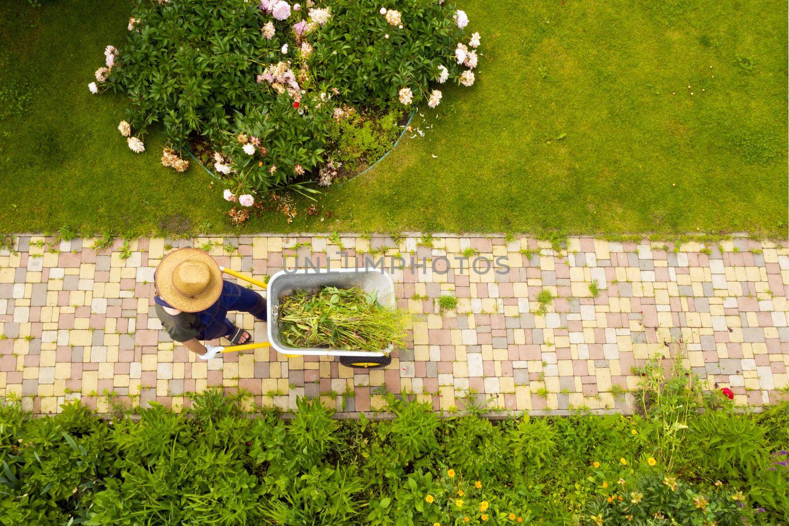 A young man with hands in gloves is carrying a metal garden cart through his beautiful green blooming garden. A professional gardener is carrying a wheelbarrow on a garden path