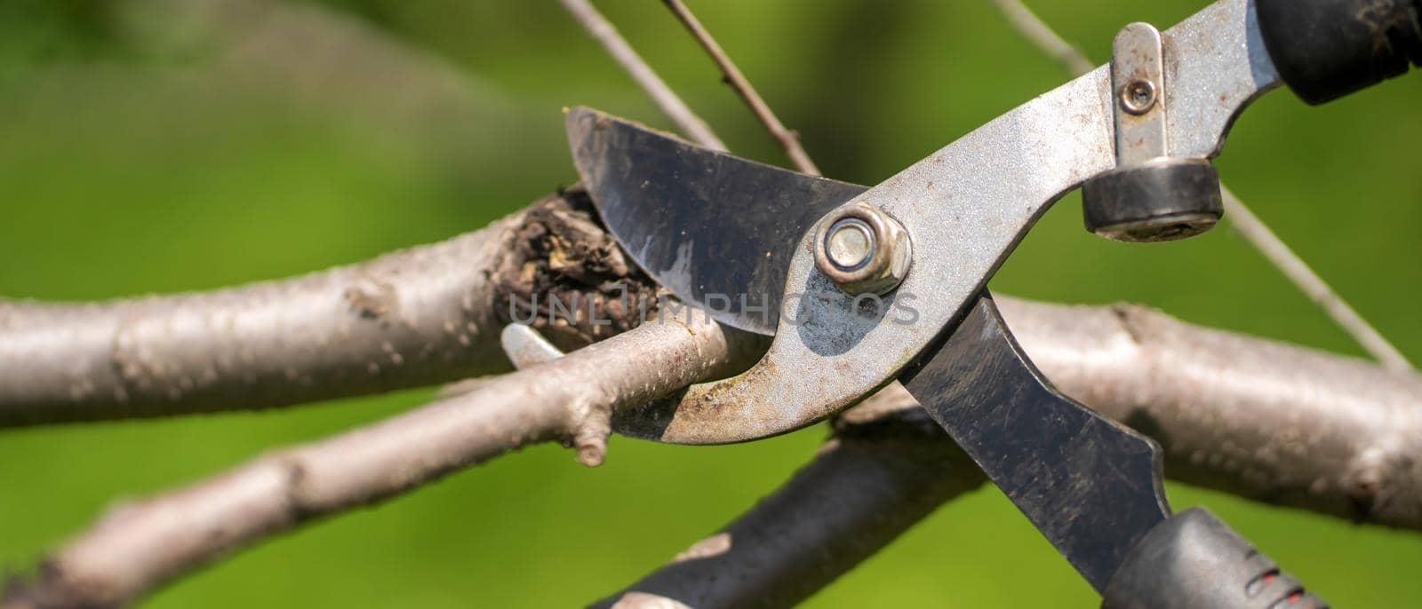 A closeup of a big secateur and hands in gloves is cutting tree branches in the garden. A big pruner is cutting a tree.