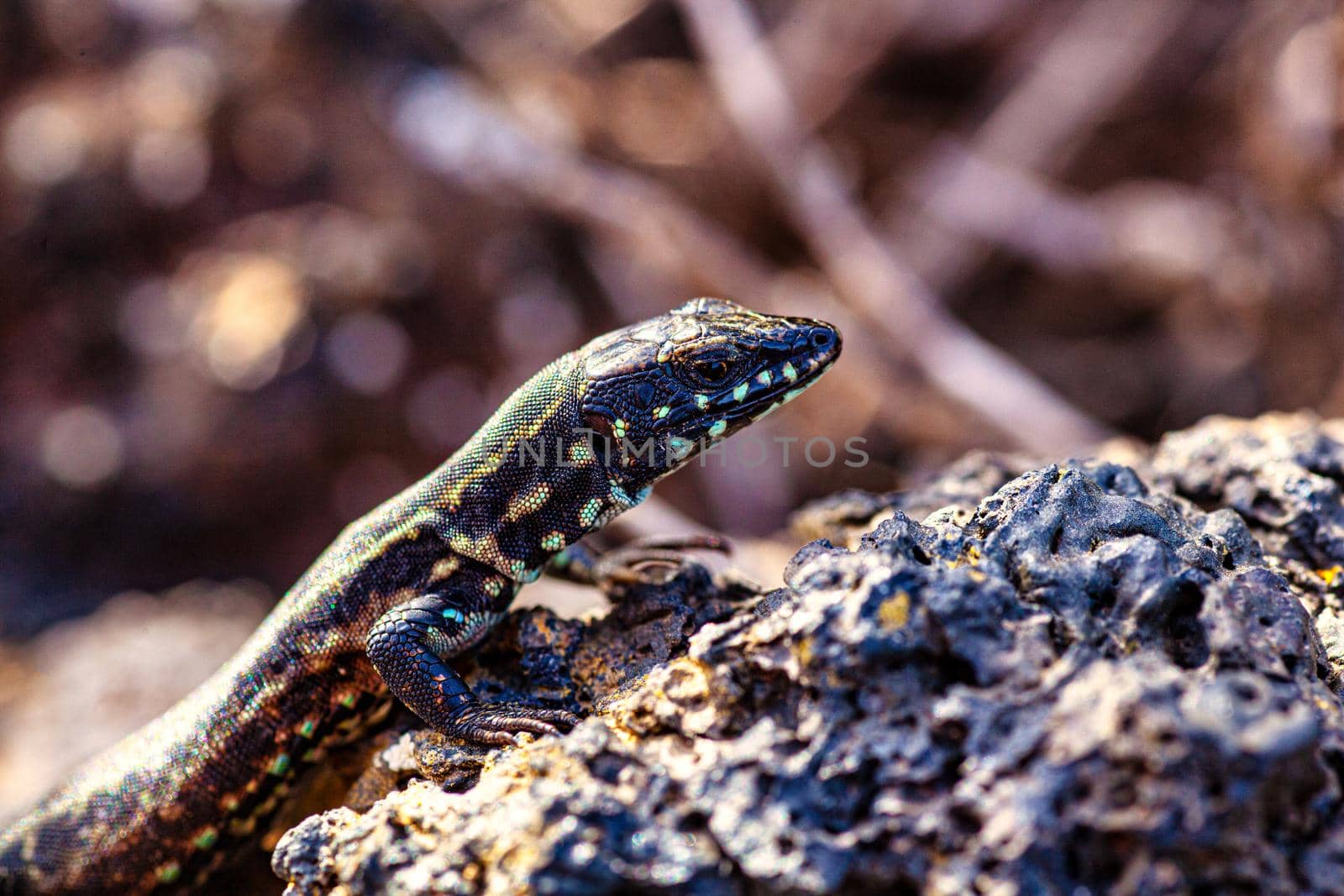 Close up of the filfola lizard or Maltese wall lizard on the lava stone of Linosa, Pelagie island. Sicily