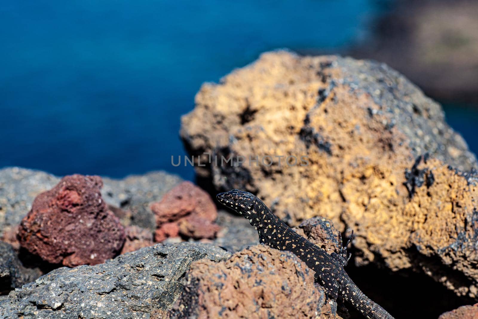 Close up of the filfola lizard or Maltese wall lizard on the lava stone of Linosa, Pelagie island. Sicily