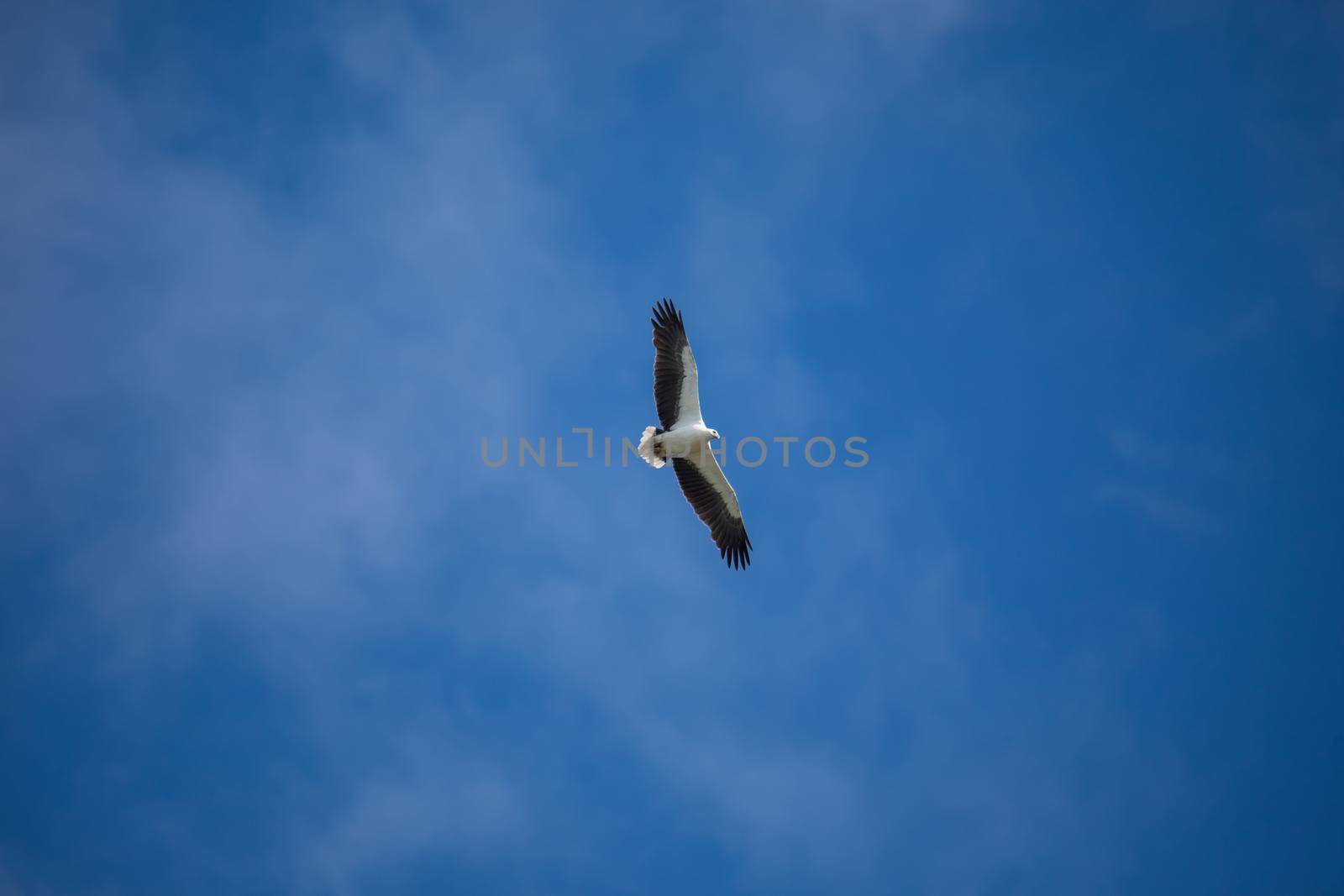 White-bellied sea eagle flying in the air. by braydenstanfordphoto