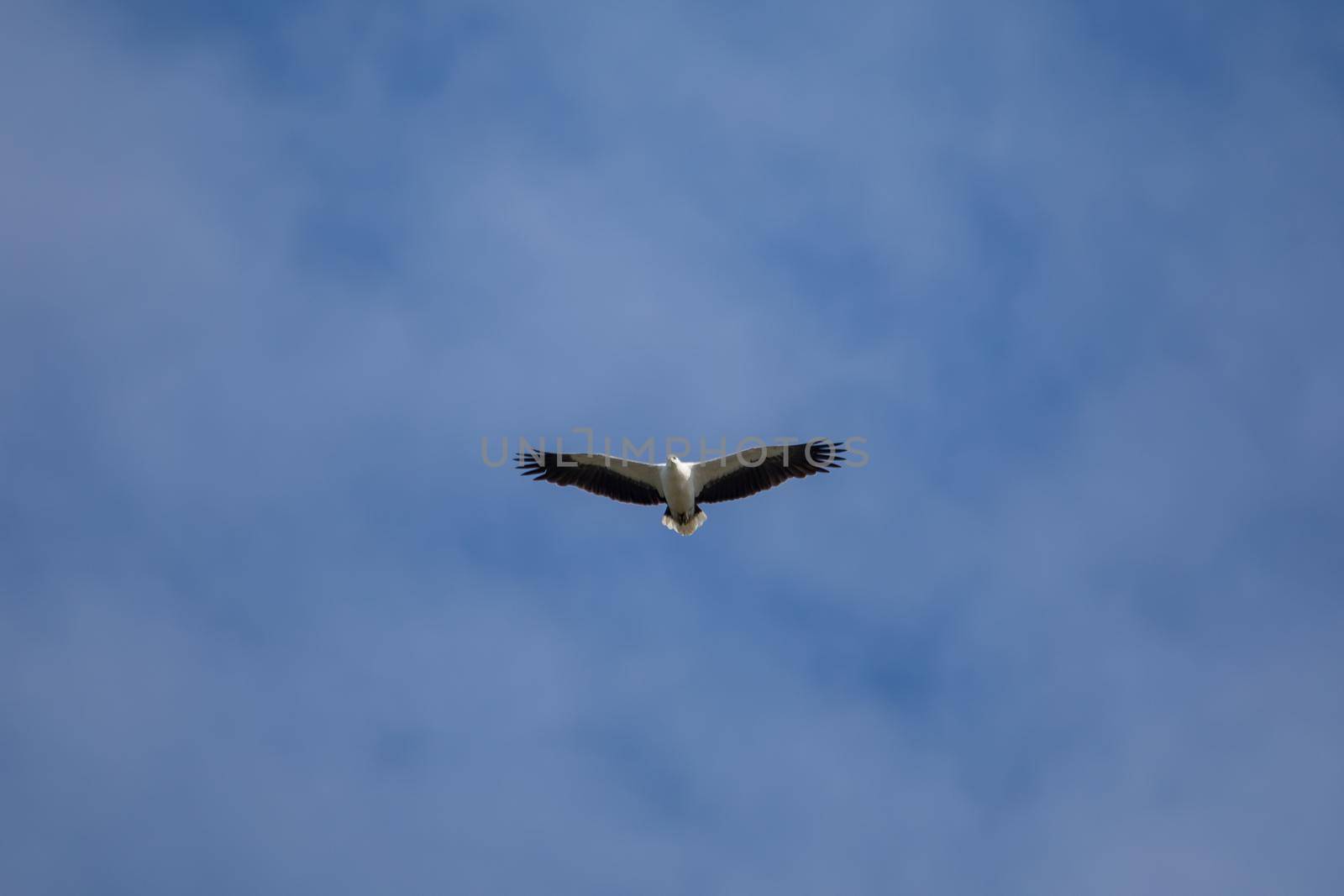 White-bellied sea eagle flying in the air. High quality photo