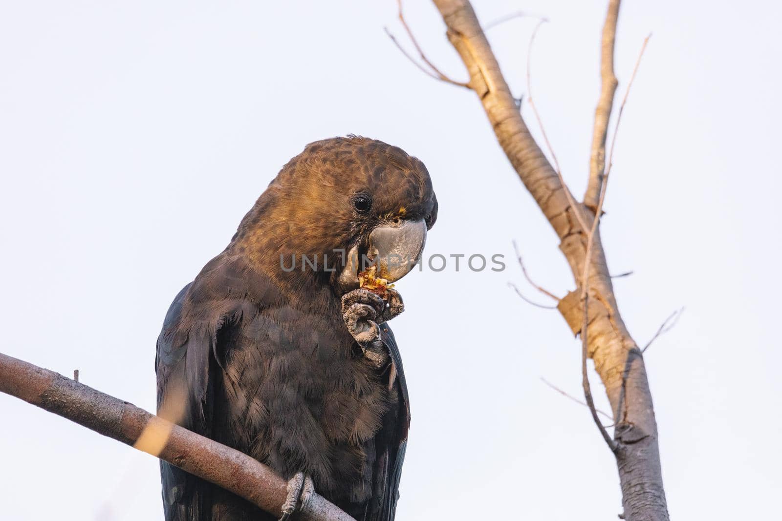 A Male Glossy black cockatoo feeding on allocasuarina diminuta by braydenstanfordphoto