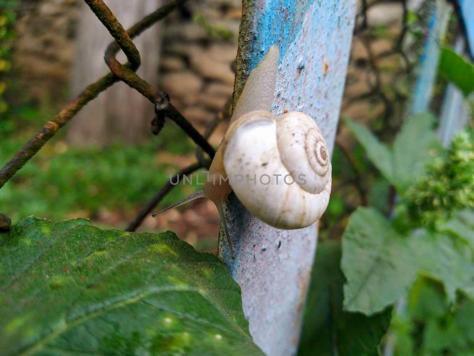 Shot of a white Grape snail Helix pomatia crawling on the tree trunk by milastokerpro