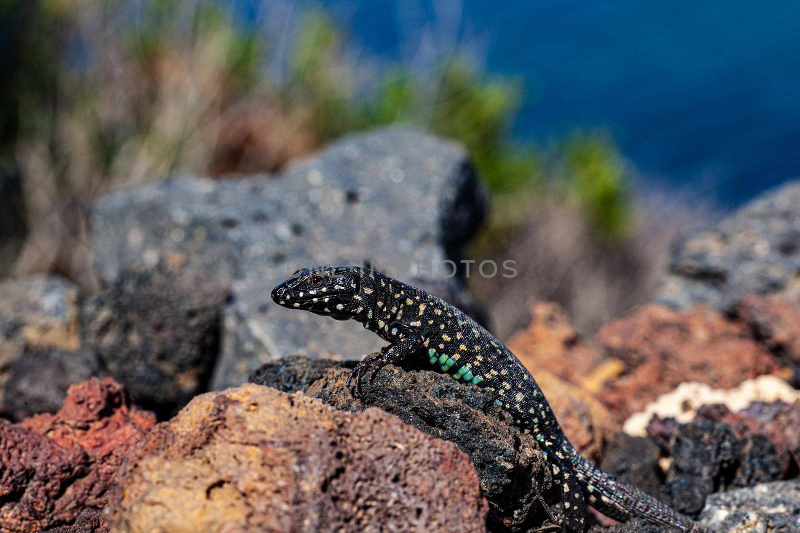 Close up of the filfola lizard or Maltese wall lizard on the lava stone of Linosa, Pelagie island. Sicily