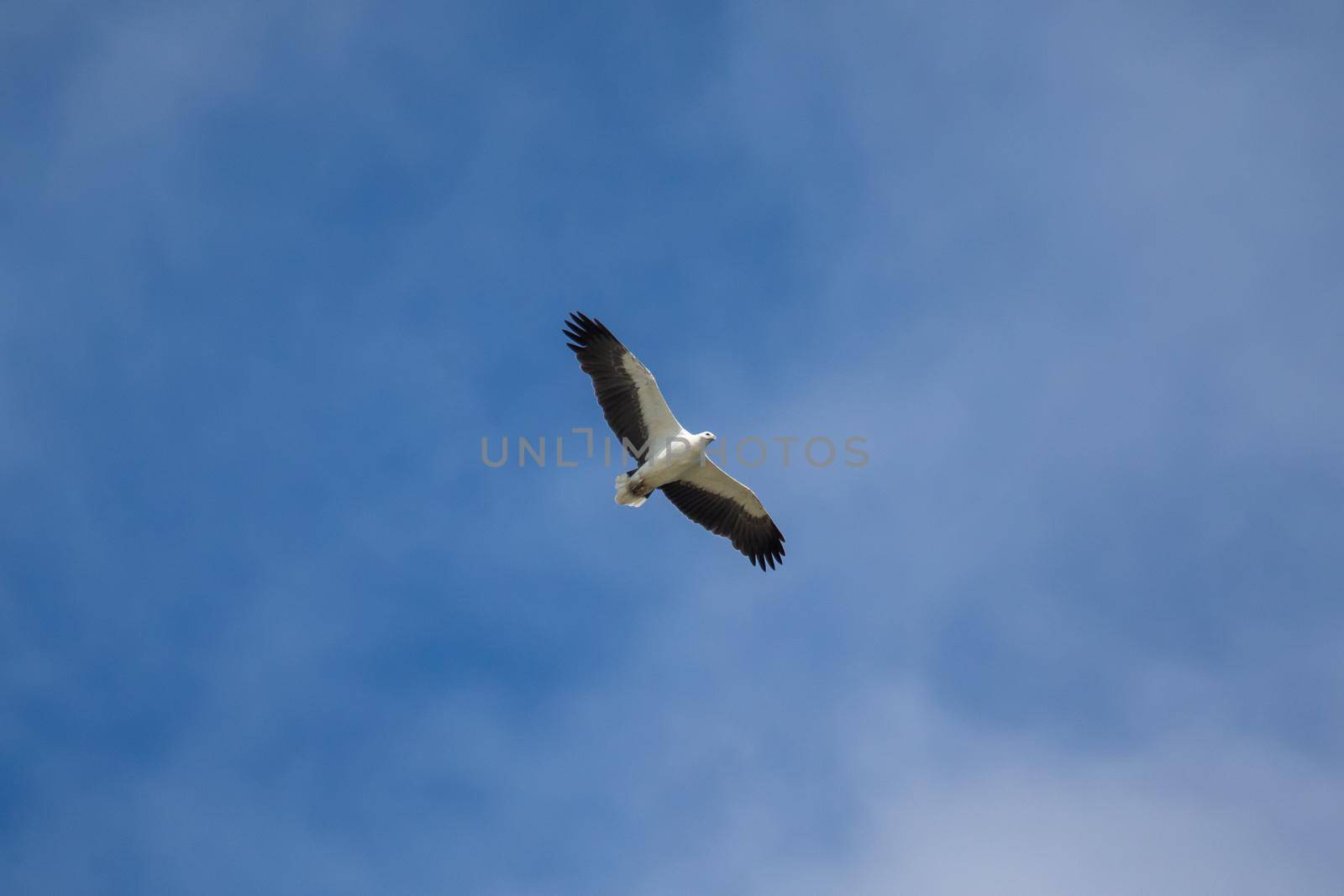 White-bellied sea eagle flying in the air. High quality photo