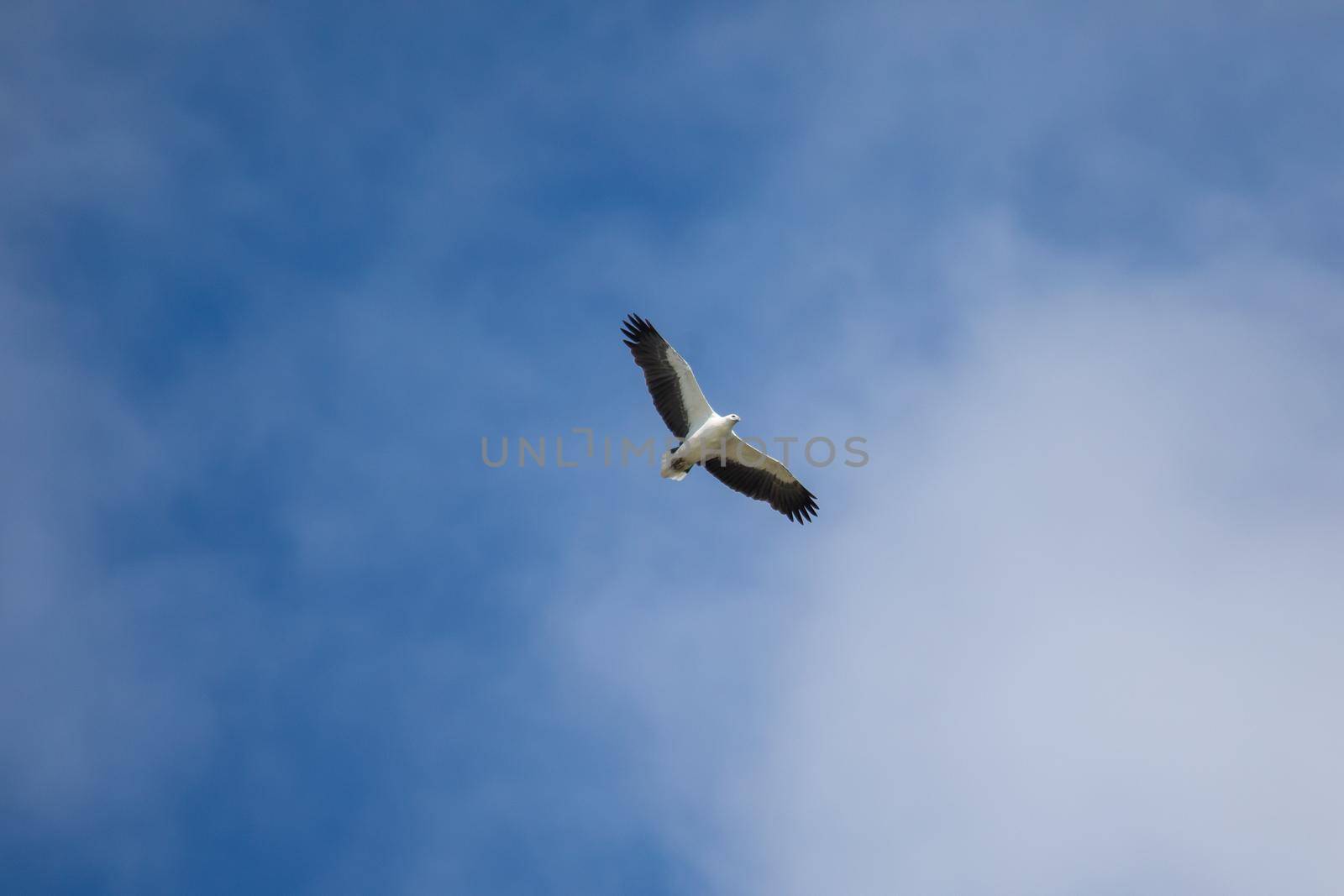 White-bellied sea eagle flying in the air. High quality photo