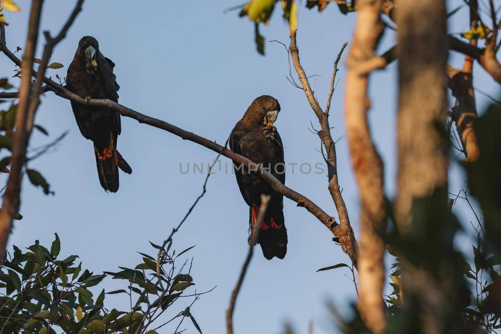 A Male Glossy black cockatoo feeding on allocasuarina diminuta . High quality photo