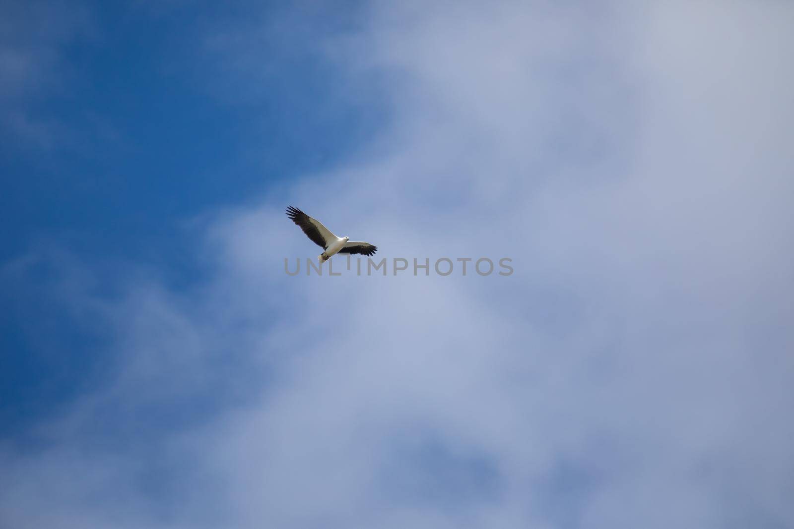 White-bellied sea eagle flying in the air. High quality photo