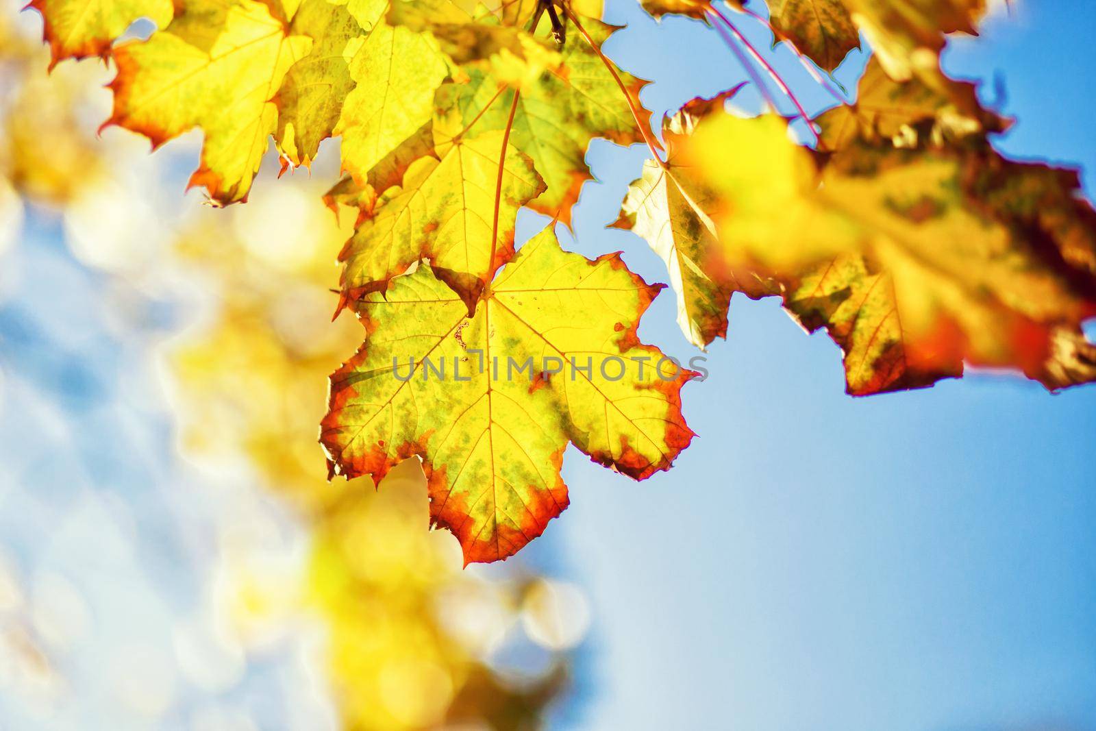 Beautiful autumn background with yellow and red leaves.