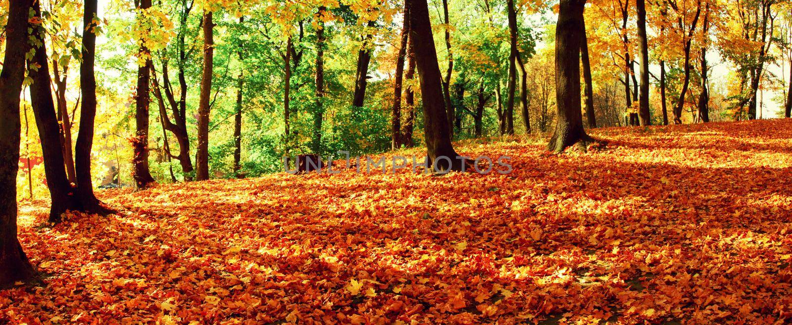 Colorful bright leaves falling in autumnal park. by Taut