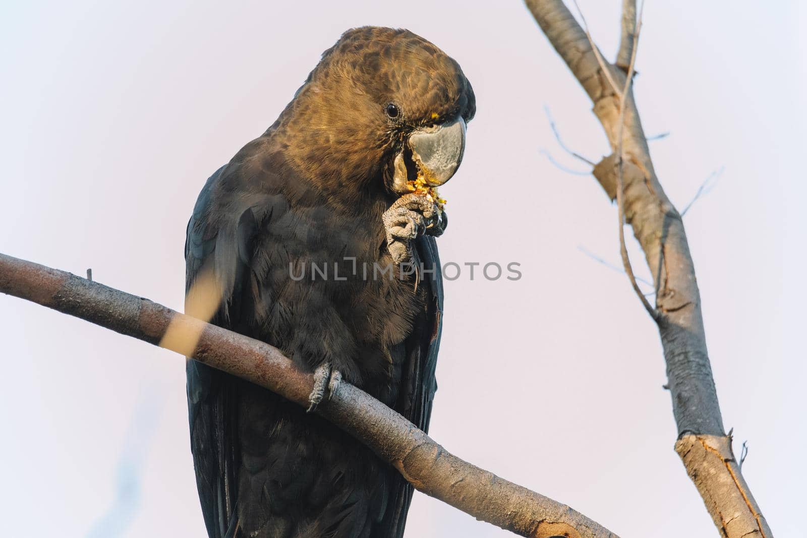 A Male Glossy black cockatoo feeding on allocasuarina diminuta . High quality photo