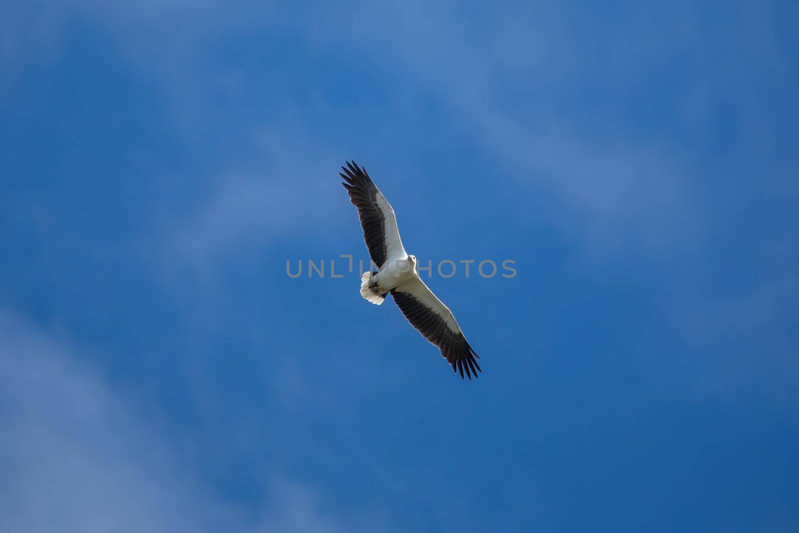 White-bellied sea eagle flying in the air. by braydenstanfordphoto