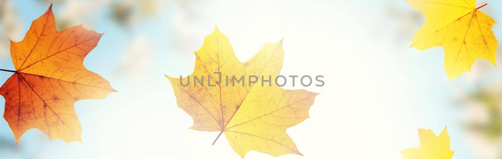 Colorful bright leaves falling in autumnal park. by Taut