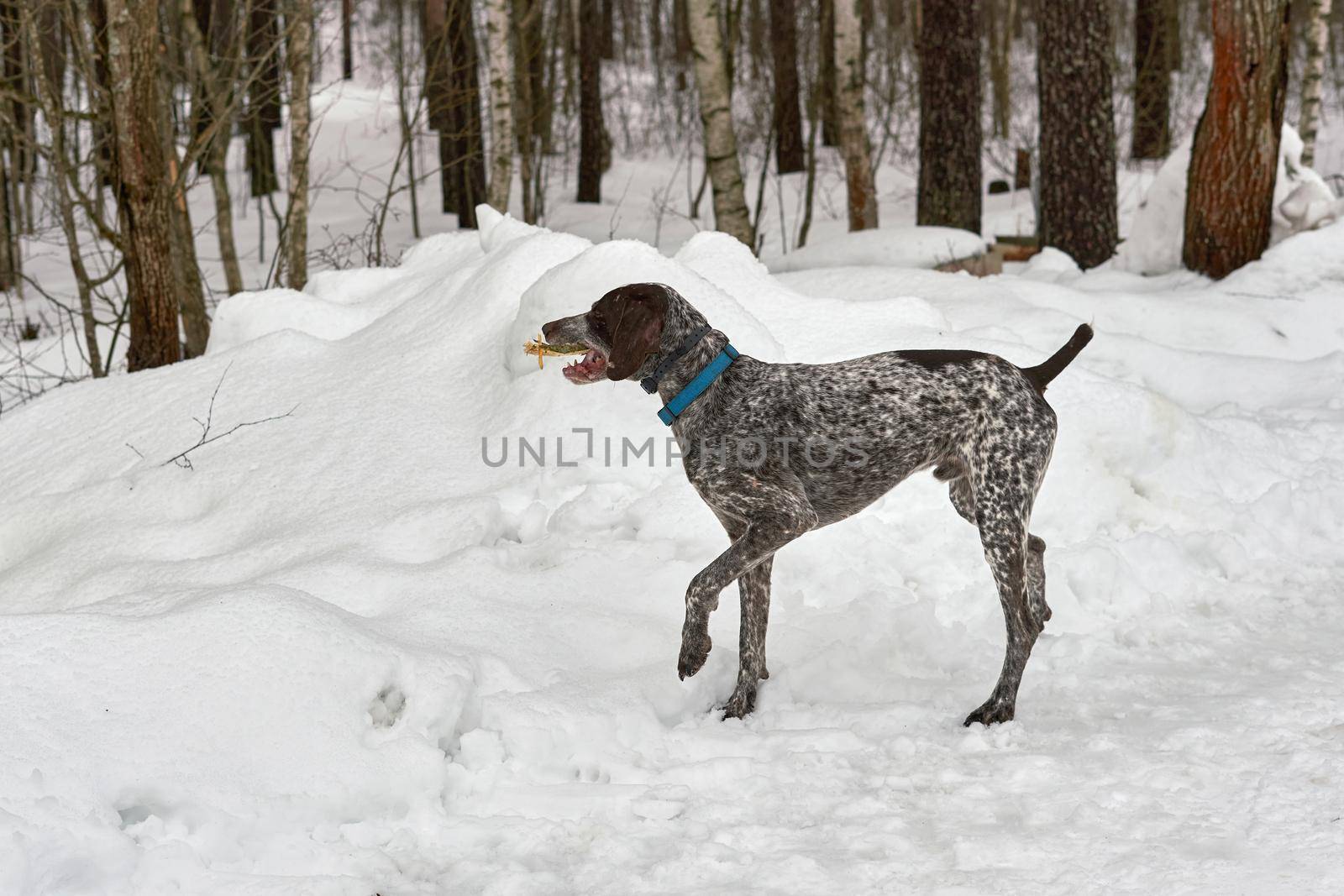 Hunting German Short haired Pointing Pointer Kurzhaar in the winter park by vizland