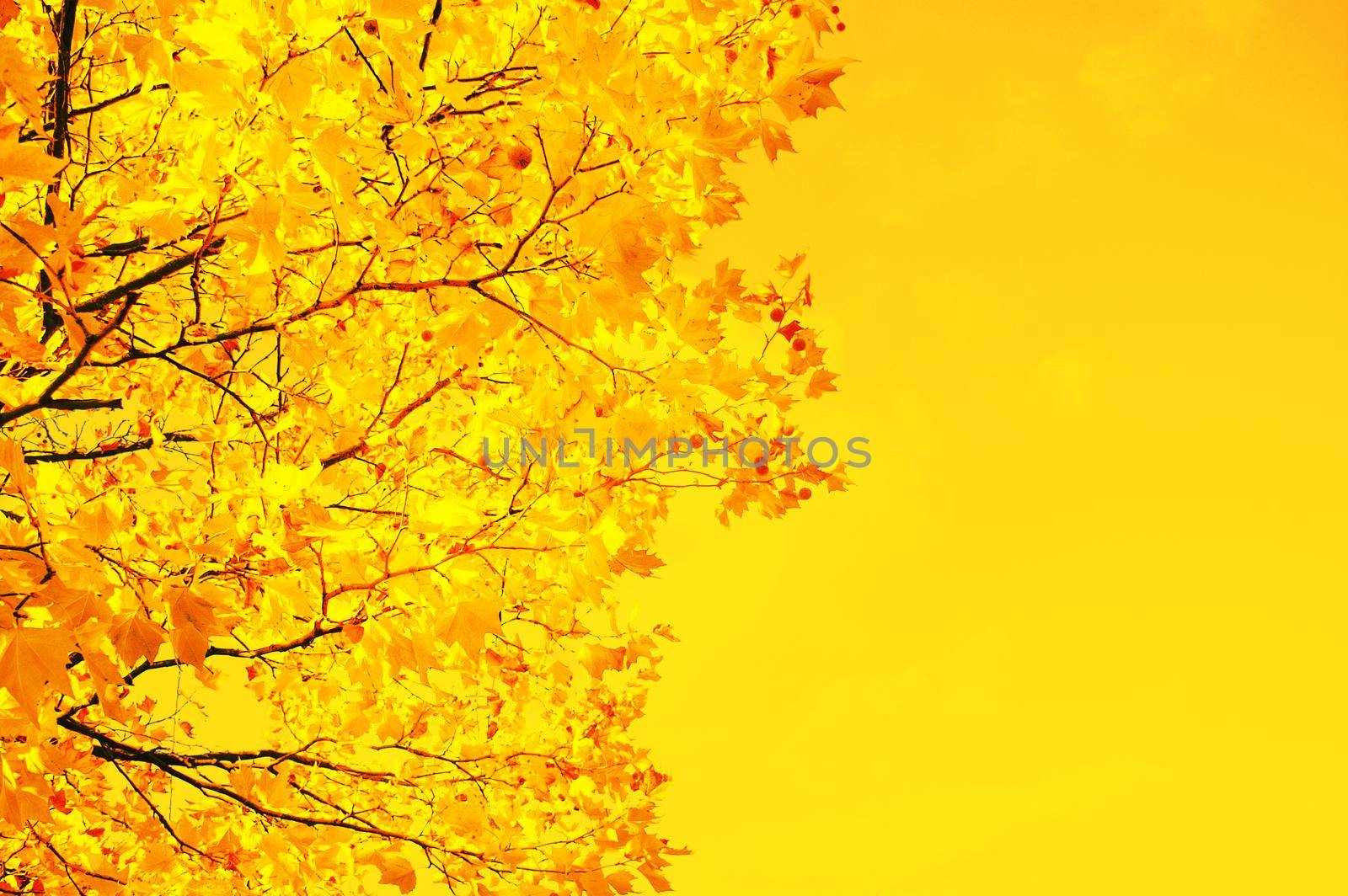 Beautiful autumn background with yellow and red leaves.