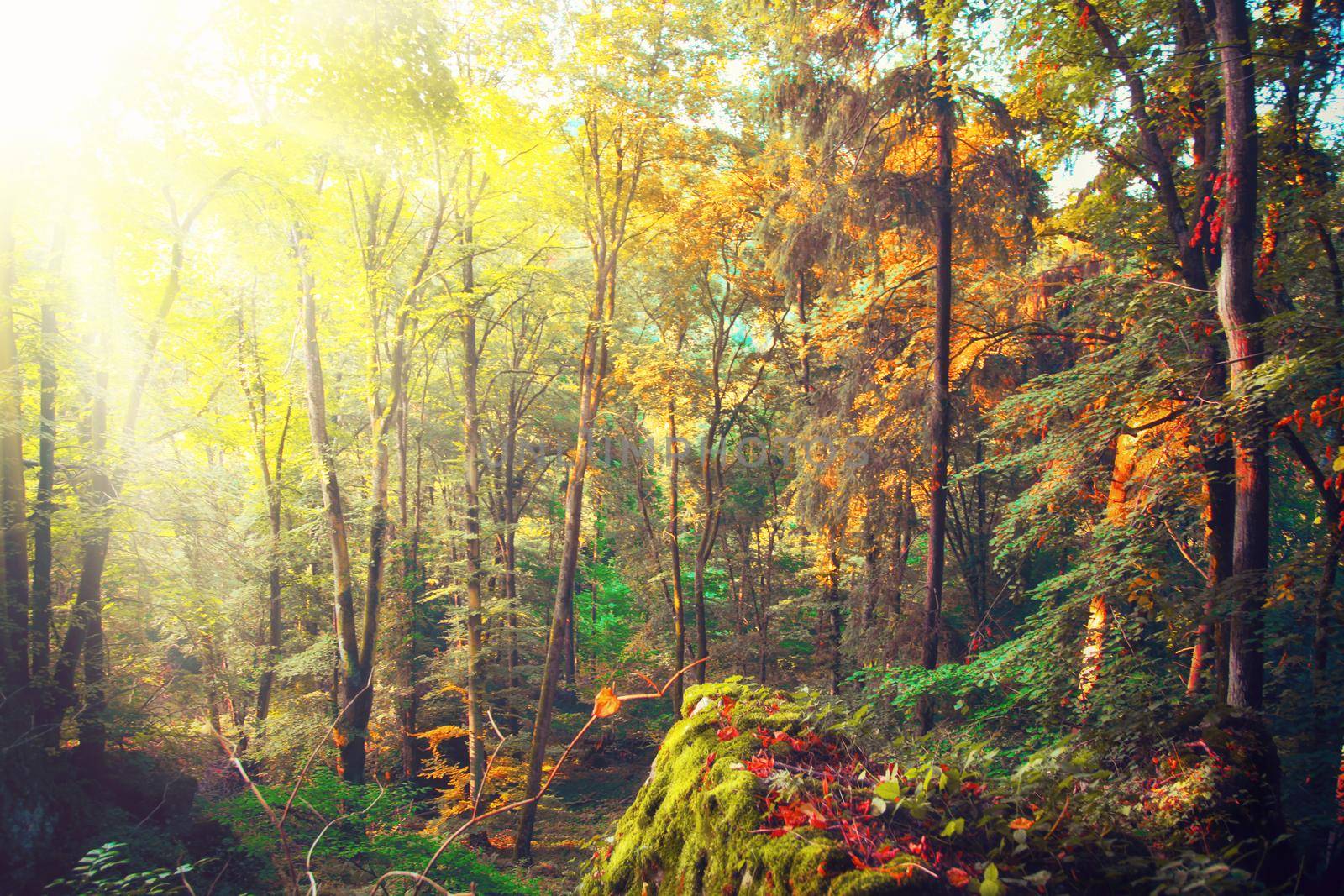 Colorful bright leaves falling in autumnal park. by Taut