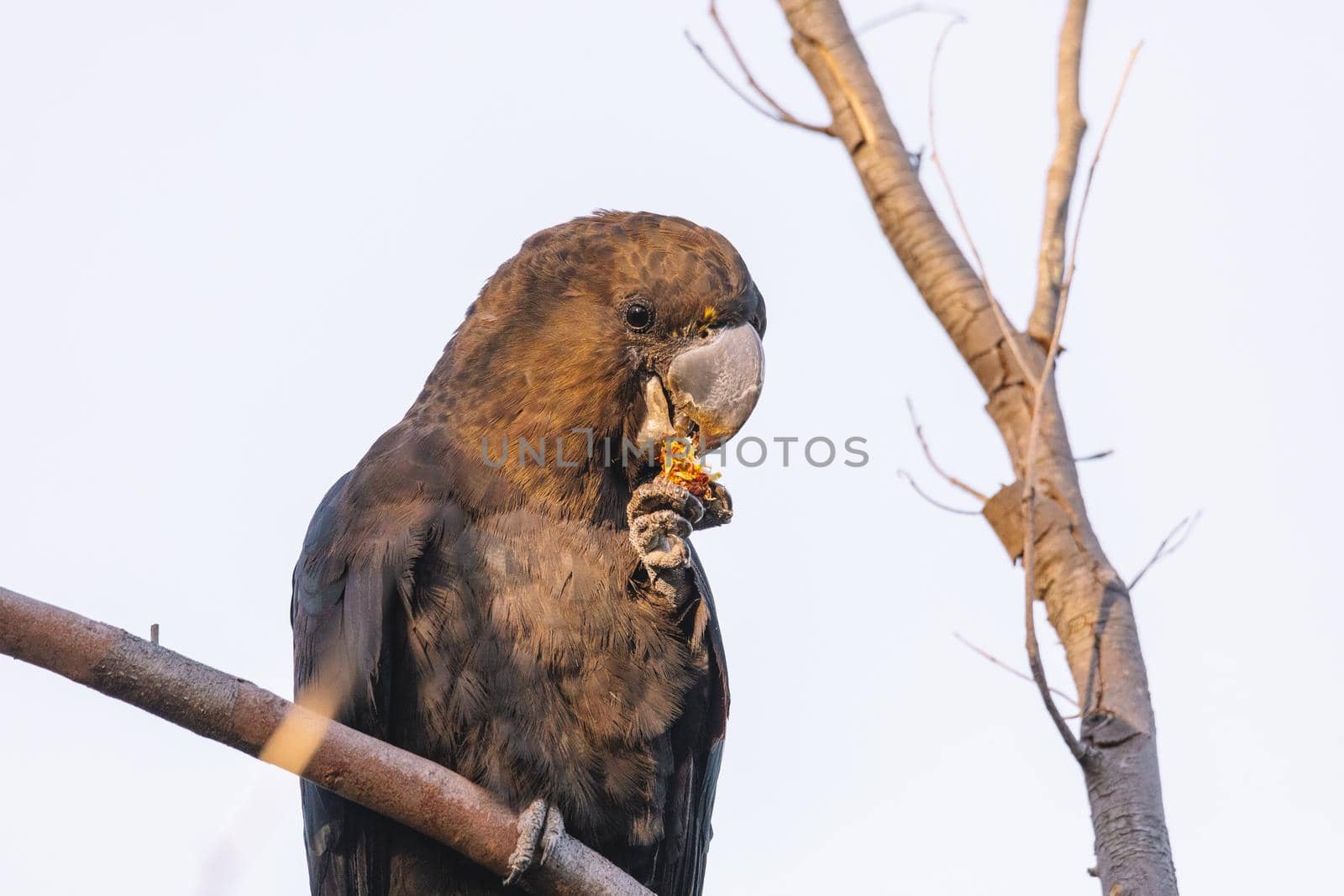 A Male Glossy black cockatoo feeding on allocasuarina diminuta . High quality photo