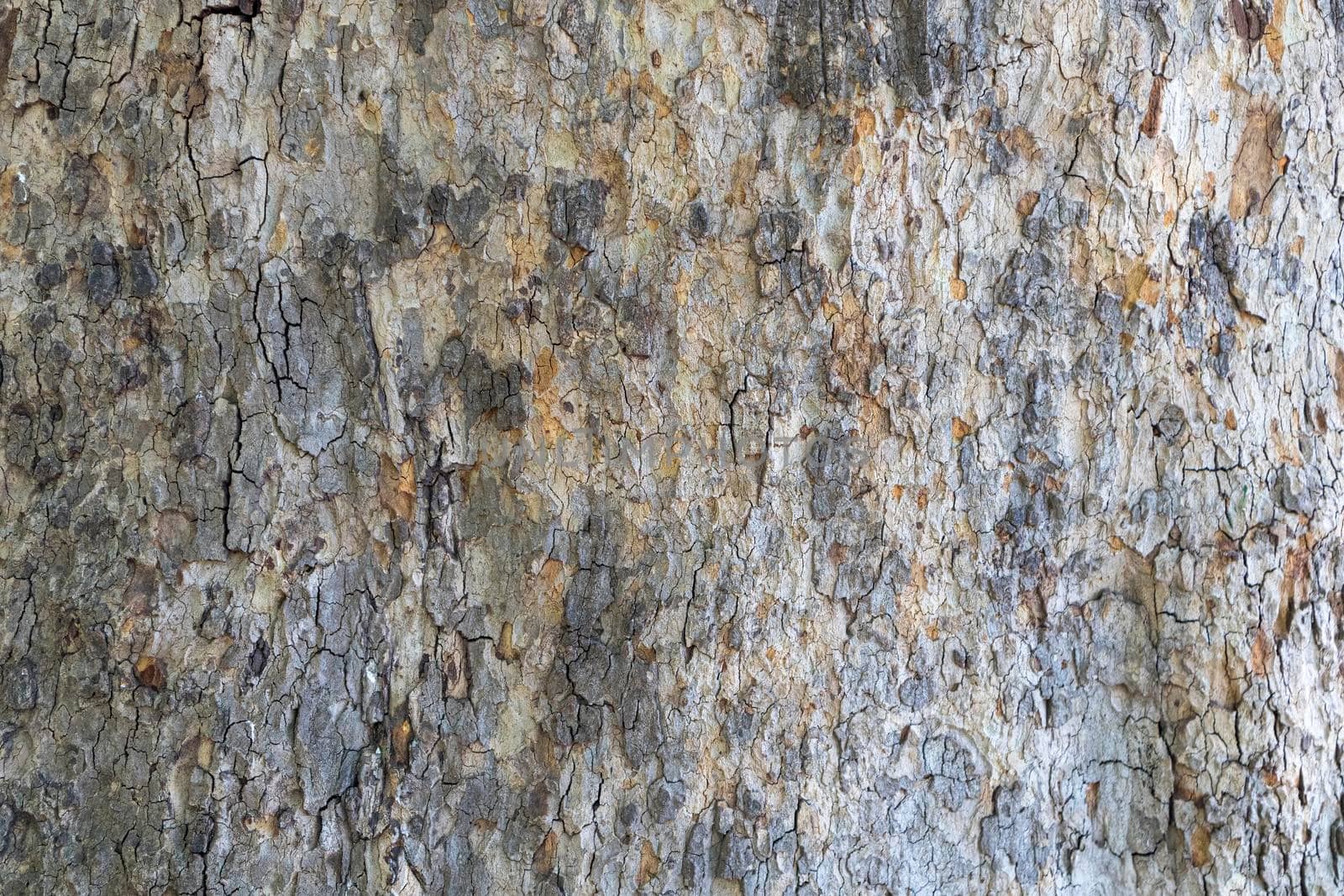 sycamore bark in close-up as a background. wood texture. High quality photo