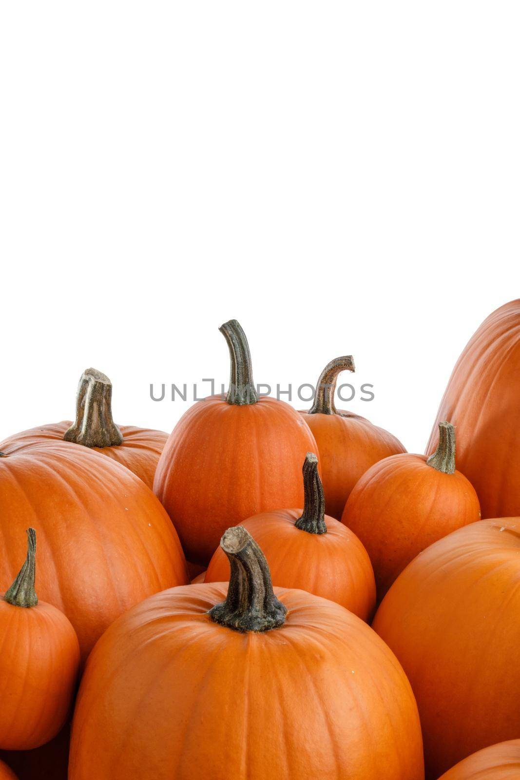 Heap of many orange pumpkins isolated on white background , Halloween design card