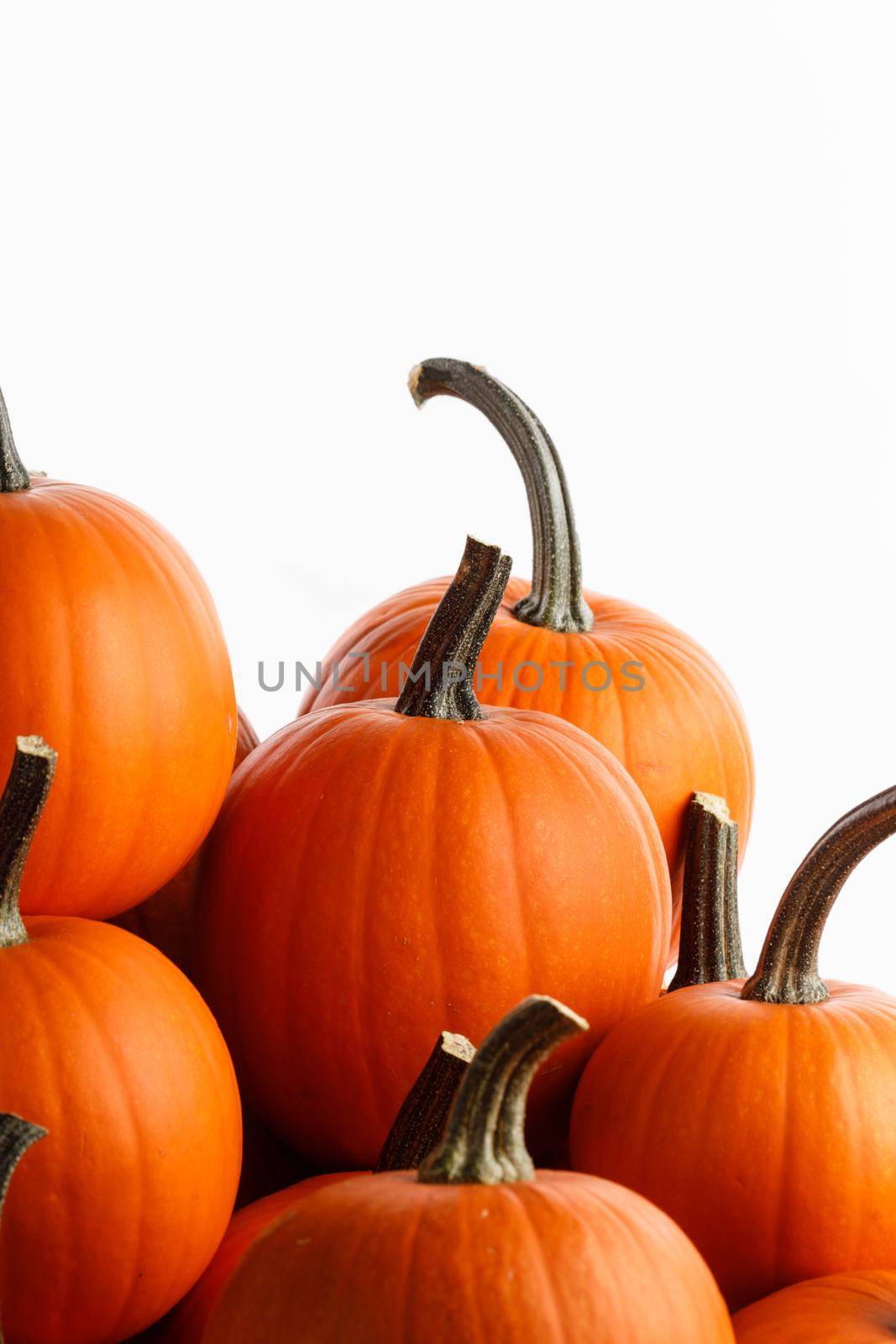 Heap of many orange pumpkins isolated on white background , Halloween design card