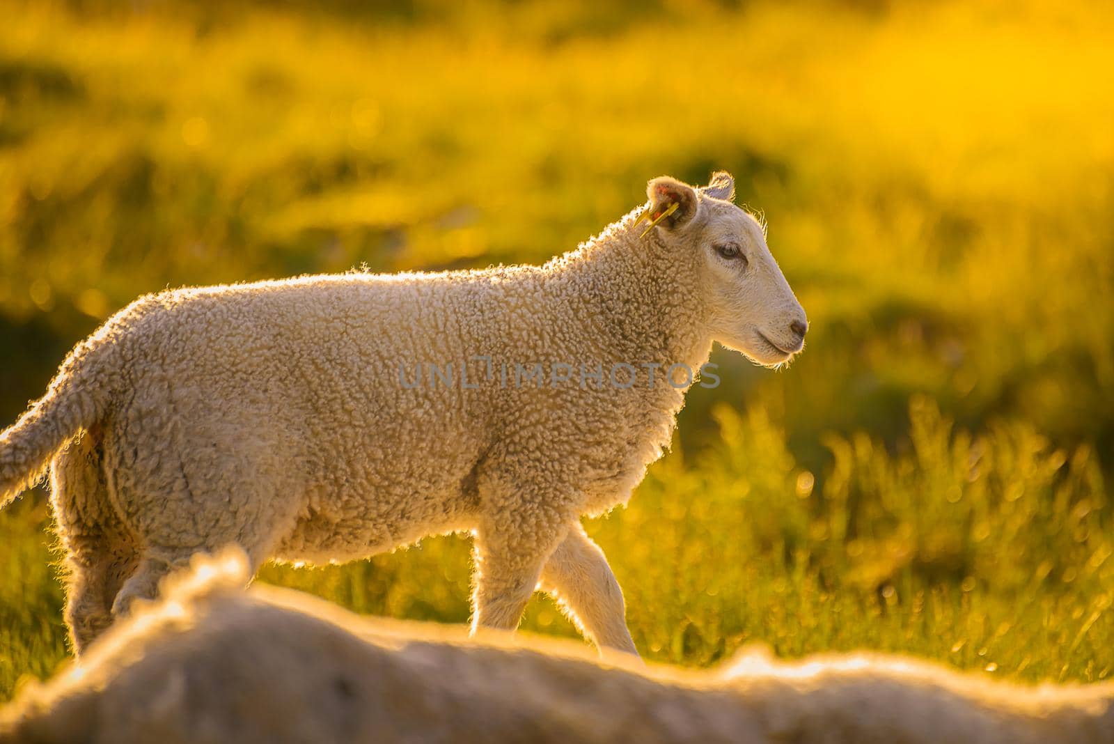Sheep in Norway walking freely