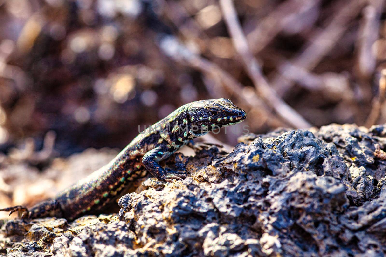 Close up of the filfola lizard or Maltese wall lizard on the lava stone of Linosa, Pelagie island. Sicily