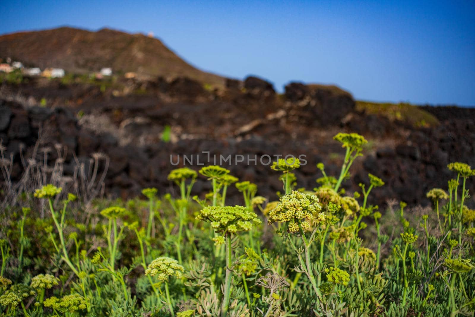 Crithmum maritimum is know as samphire or sea fennel , Linosa. Sicily